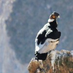 Condor Cross, Colca Canyon, Arequipa Attractions - My Peru Guide