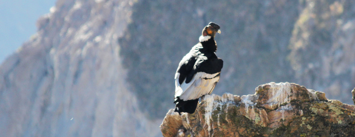 Condor Cross, Colca Canyon, Arequipa Attractions - My Peru Guide