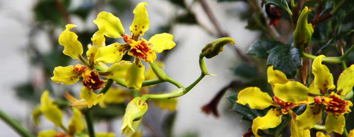 Classic Inca Trail to Machu Picchu, Cusco Adventures - My Peru Guide Classic Inca Trail to Machu Picchu, Cusco Adventures - My Peru Guide