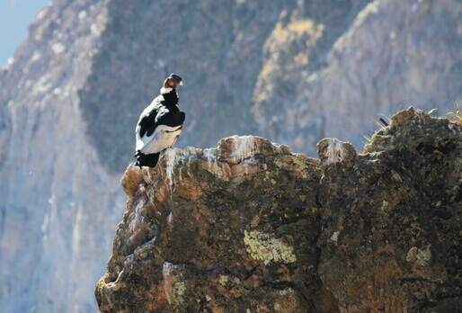 Arequipa to Colca Canyon via El Pedregal - My Peru Guide
