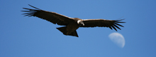 https://myperuguide.com/Condor Cross, Colca Canyon in Arequipa - My Peru Guide https://myperuguide.com/Condor Cross, Colca Canyon in Arequipa - My Peru Guide
