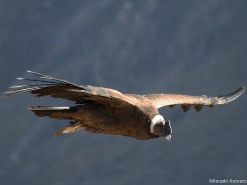 Andean Condor, Condor Cross, Colca Canyon - My Peru Guide